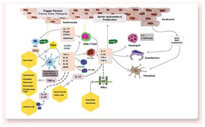 Novel Therapeutic Target(s) for Psoriatic Disease